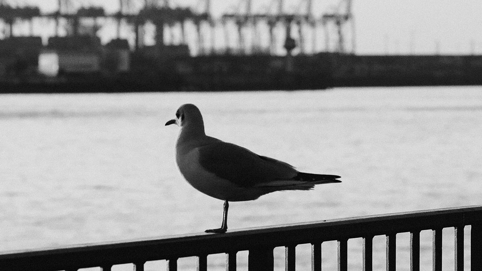 möve hafer moeve-hafen-b-w.jpg